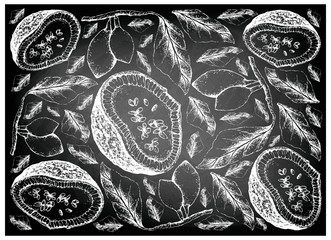 Hand Drawn Background of Feroniella Lucida and Curriola Fruits