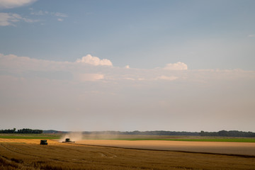 Obraz premium wheat field