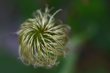 Truffula-tree Inspired