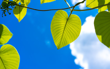 Green Leaf On Blue Sky Background