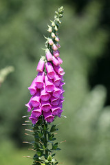 Flowering Digitalis purpurea or common purple foxglove in garden