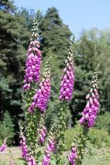 General view of group of flowering plants of Digitalis purpurea or common purple foxglove in garden © kazakovmaksim