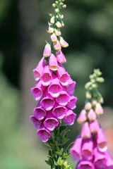 Flowering Digitalis purpurea or common purple foxglove in garden © kazakovmaksim