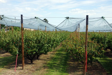 culture d'abricotiers