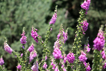 General view of group of flowering plants of Digitalis purpurea or common purple foxglove in garden