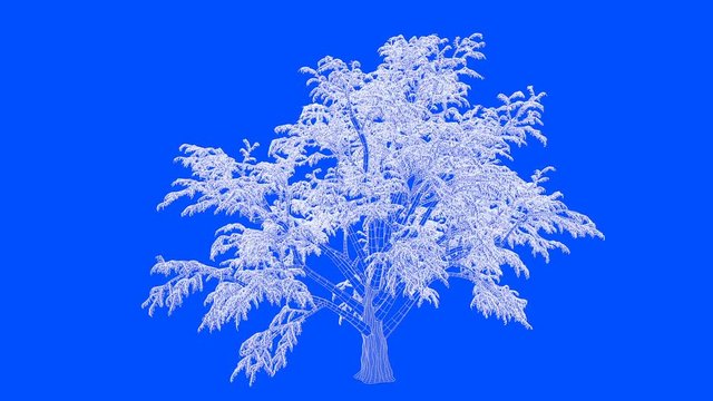 3d rendering of a loop tree animation as wireframe isolated