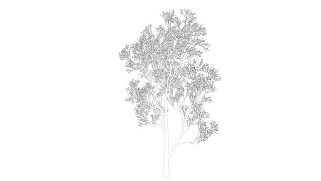 3d rendering of a loop tree animation as wireframe isolated