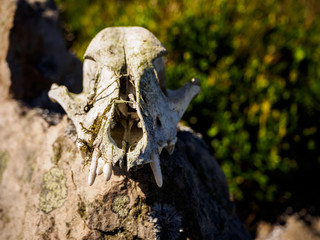 Sheep / Lamb Animal Skull laying on a rock at the side of a Mountain in South Wales