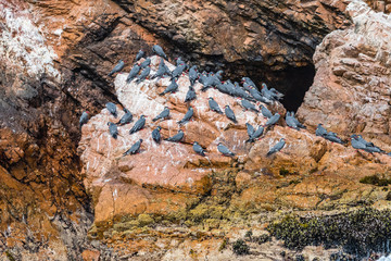 Inkaseeschwalben auf einen Felsen sitzend auf der Ballestas Insel bei Paracas in Peru