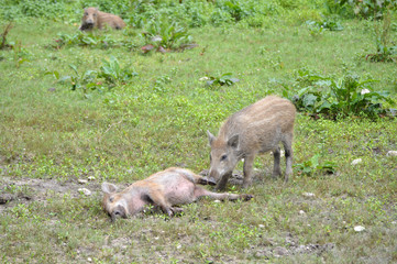 Wild piglets