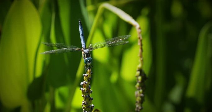 Blue dasher dragonfly sitting on plant stem with green water lily leaves in the background