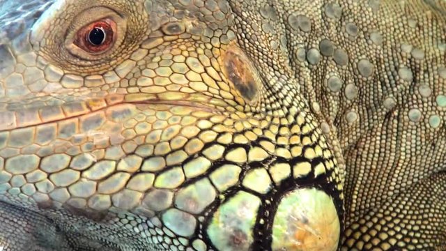 Comodo dragon extremly close up video