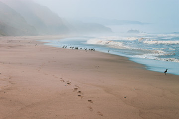 Piper birds on beach, with footprints in sand, blue waves