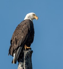 American Bald Eagle