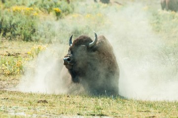 Bison Yellowstone