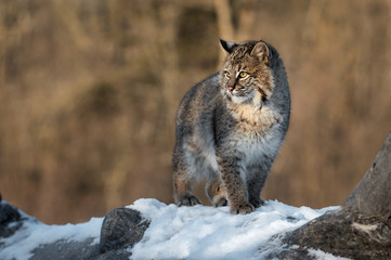 Bobcat (Lynx rufus) Looks Left into Sun