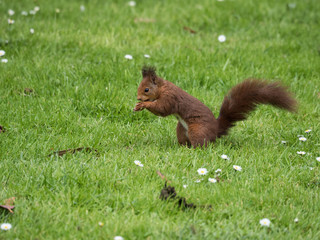 squirrel eating in the grass