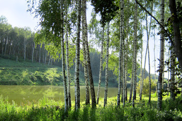 Young birch trees on the shore of a forest lake on a clear summer day.