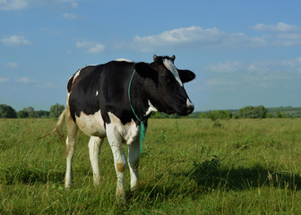 Black spotted calf in a field on a pasture in a clear summer day.