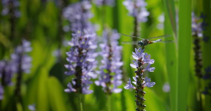 Blue dasher dragonfly sitting on top of purple flower with lush green leaves in a swamp