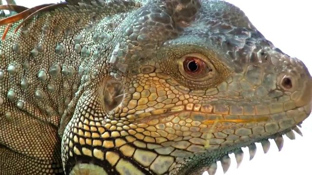 Comodo dragon extremly close up video