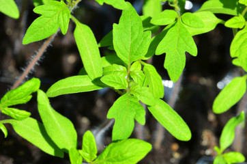 Green tomato seedling