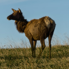 Naklejka na ściany i meble Female Elk in Colorado