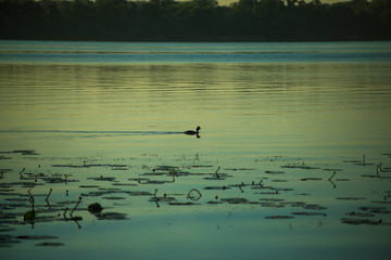 Morning by the river, the duck floats on the water.