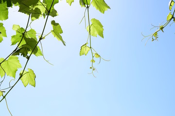 Bl&auml;tter einer Weinrebe im Gegenlicht vor blauen Himmel