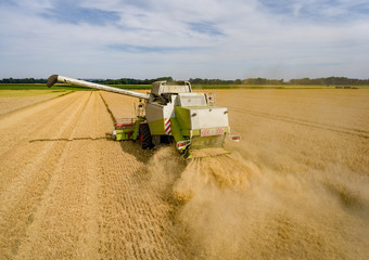 Obraz premium Luftbild - Mähdrescher beim Dreschen von hinten aus der Vogelerspektive