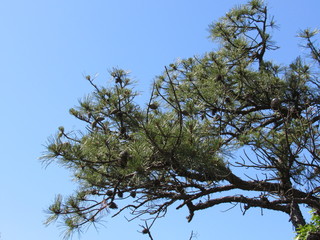 Pine cones on a pine tree with blue sky in the background 