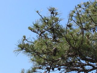 Pine cones on a pine tree with blue sky in the background 