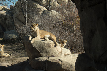 Lion and two lionesses all looking the same direction. Lions intensely looking at something. Three Lions sitting on rocks. Lioness lounging on a rock in the sun relaxing.