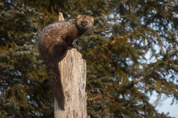 Fisher (Martes pennanti) Looks Back and Left From Tree