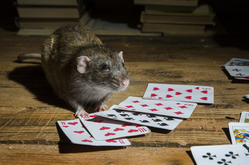 The rat is playing cards.