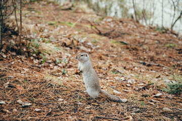 Small furry gopher stands on its hind paws in forest among fallen leaves in autumn. Little brave spermophilus citellus poses on forest trail.