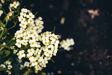 Beautiful cluster of white hesperis close-up in macro. White background of group of small flowers of nightviolet with copy space.
