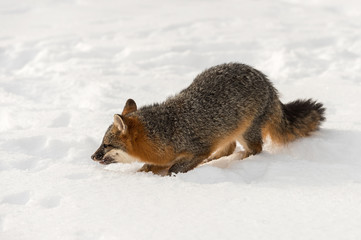 Grey Fox (Urocyon cinereoargenteus) Crouches in Snow