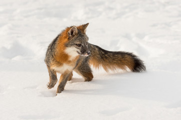 Grey Fox (Urocyon cinereoargenteus) Turns Right in Snow