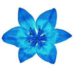 Flower blue cyan  lily isolated on white background. Close-up. Element of design.