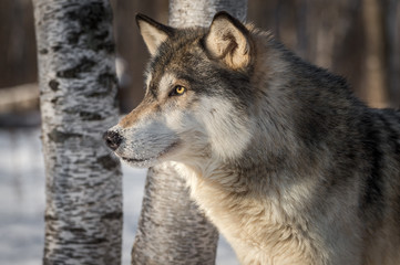 Grey Wolf (Canis lupus) Profile Left Trees Behind