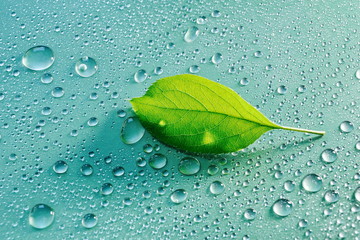green Apple leaf on a blue background close-up. water drop. for design