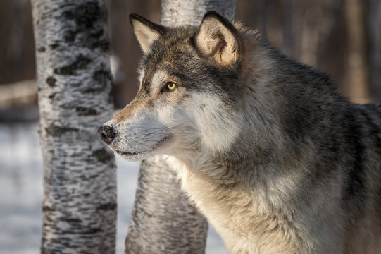 Fototapeta Grey Wolf (Canis lupus) Profile Left Trees Behind