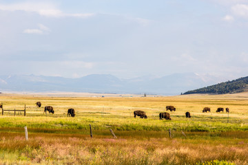 Bison Grazing In A Golden Meadow Outside Montrose Colorado