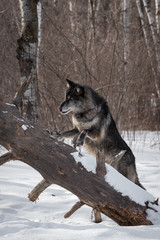 Fototapeta premium Black Phase Grey Wolf (Canis lupus) Steps Up on Log