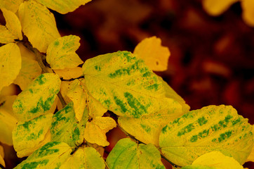 Blätter an einem Zweig die im Herbst die Farbe von grün nach gelb wechseln