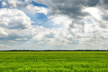 agricultural field with young wheat sprouts, green plants on black soil and beautiful sky