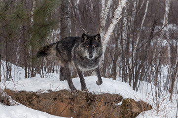 Naklejka premium Black Phase Grey Wolf (Canis lupus) Starts to Jump Off Rock