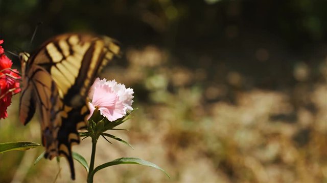 Close up of beautiful butterflie Papilio machaon perched on a flower, 4k, 75 FPS