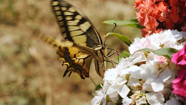 Close up of beautiful butterflie Papilio machaon perched on a flower, 4k, 75 FPS